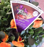Pansy newsletter image