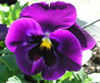 pansy